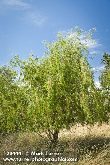 Salix alba