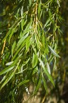 Golden Willow foliage