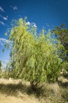 Golden Willow