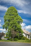 Tulip Poplar in front of home
