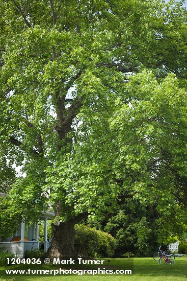 Liriodendron tulipifera