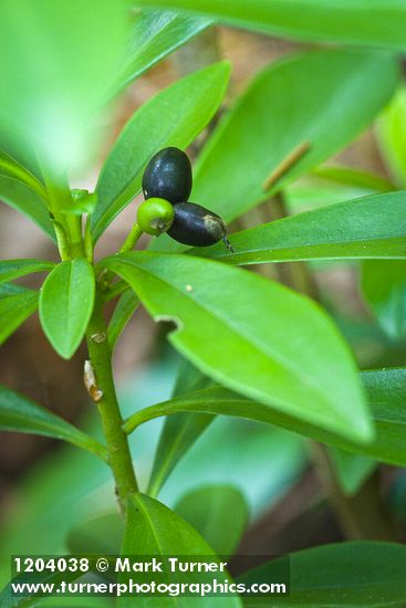 Daphne laureola