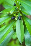 Spurge Laurel fruit & foliage
