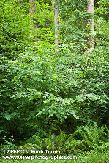 Corylus avellana; Polystichum munitum