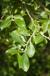 Scouler's Willow foliage