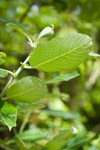 Scouler's Willow foliage underside