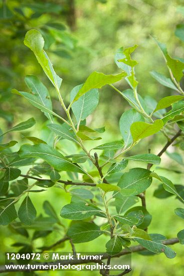 Salix scouleriana