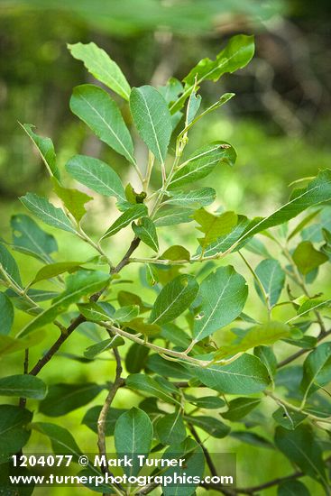 Salix scouleriana
