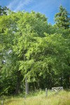 American Elm