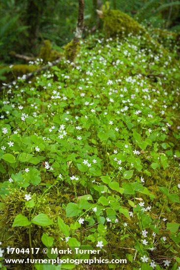 Claytonia sibirica