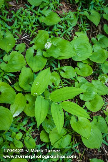 Maianthemum dilatatum