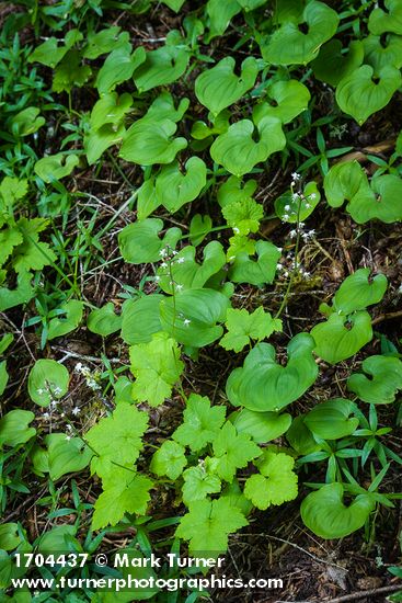 Tiarella trifoliata; Maianthemum dilatatum