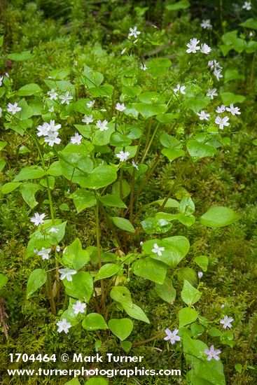 Claytonia sibirica