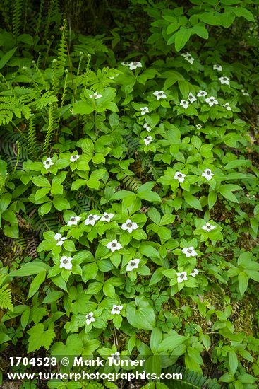Cornus unalaschkensis