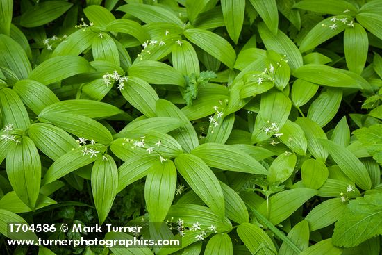 Maianthemum stellatum