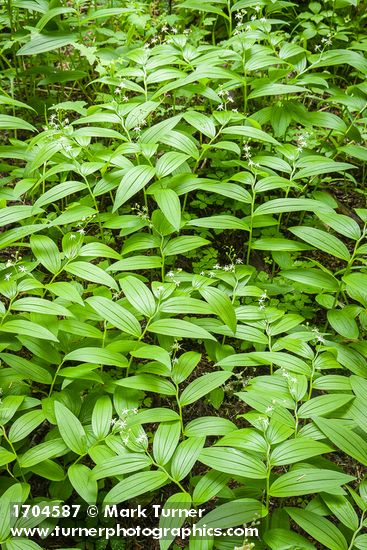 Maianthemum stellatum