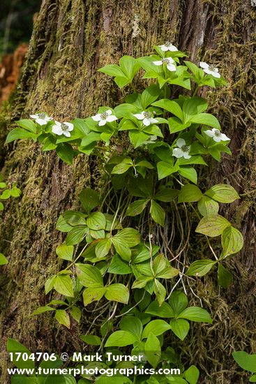 Cornus unalaschkensis
