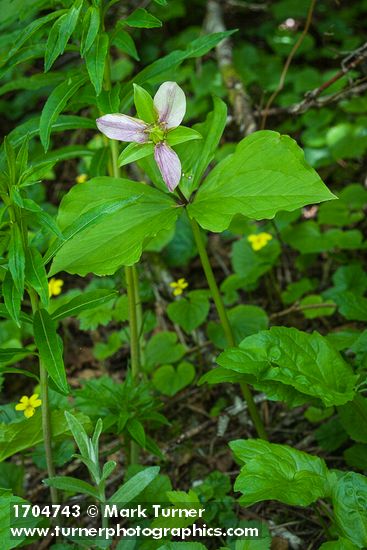 Trillium ovatum