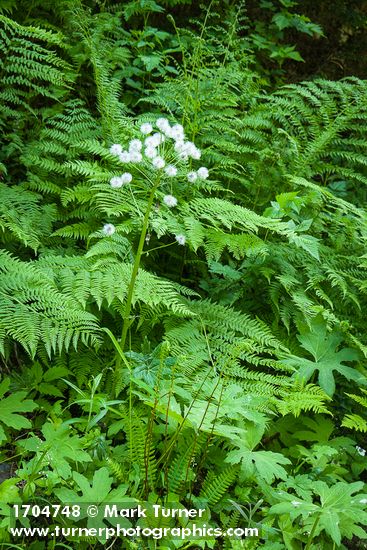 Petasites frigidus; Athyrium filix-femina; Blechnum spicant