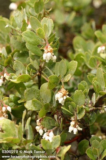 Arctostaphylos columbiana