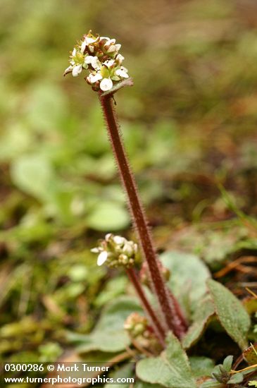 Saxifraga integrifolia
