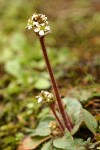 Northwestern Saxifrage