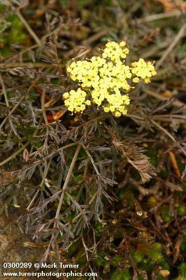 Lomatium utriculatum