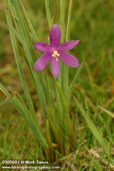 Olsynium douglasii