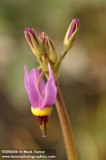 Dodecatheon poeticum