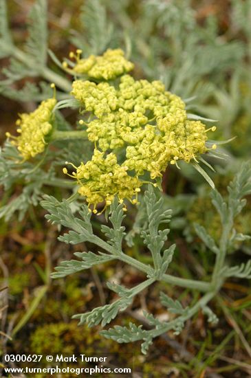 Lomatium macrocarpum