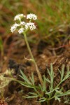 Salt and Pepper Lomatium