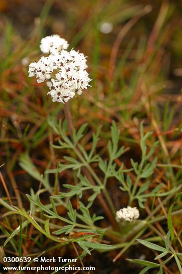 Lomatium piperi