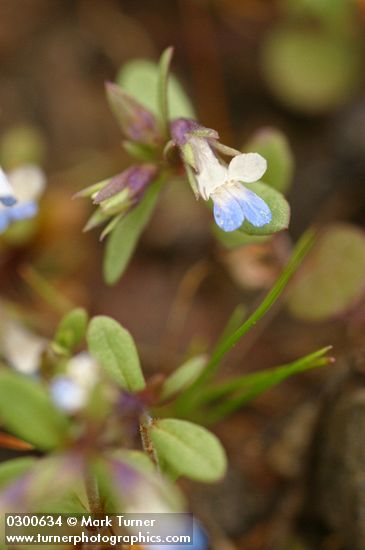Collinsia parviflora