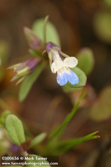 Collinsia parviflora