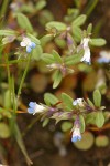 Small-flowered Blue-eyed Mary