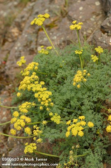 Lomatium grayi