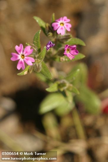 Phlox gracilis ssp. gracilis (Microsteris gracilis)