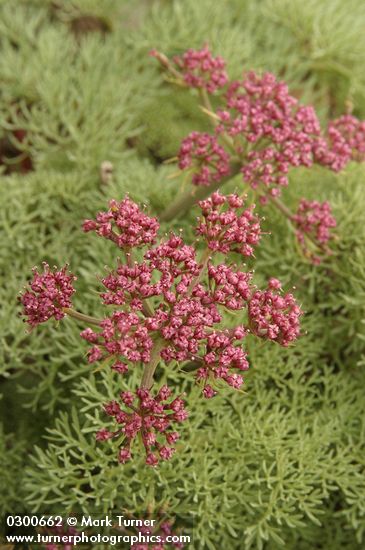 Lomatium columbianum