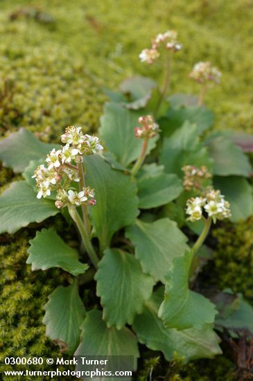 Saxifraga occidentalis