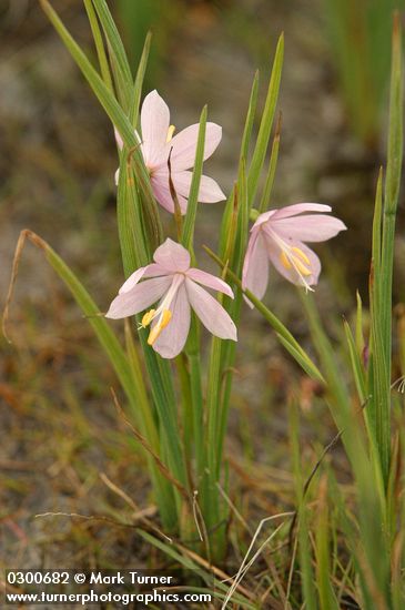 Olsynium douglasii