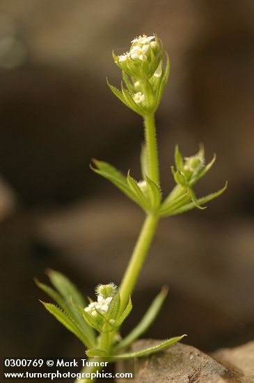 Galium aparine