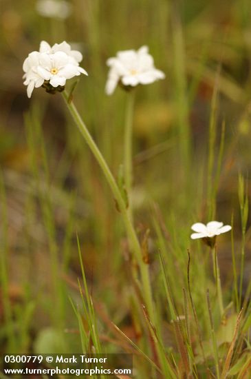 Plagiobothrys nothofulvus