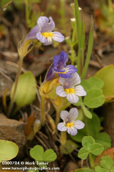 Orobanche uniflora