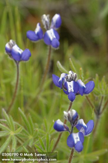 Lupinus polycarpus (L. micranthus)