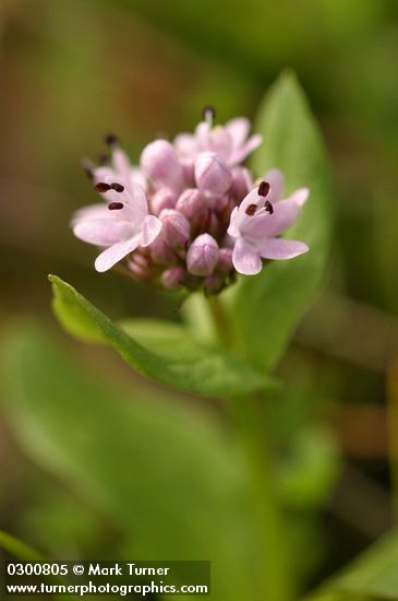 Plectritis congesta