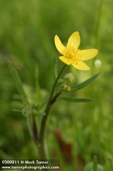Ranunculus occidentalis var. occidentalis