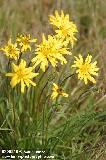 Nothocalais troximoides (Microseris troximoides)