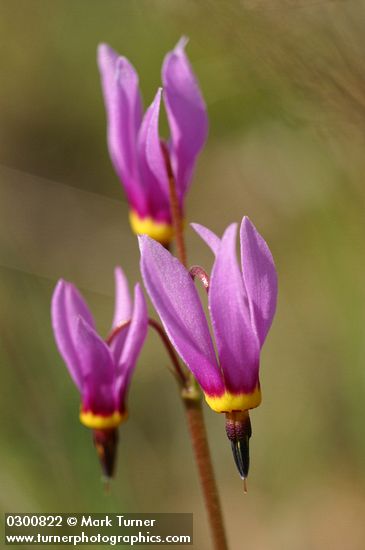 Dodecatheon poeticum