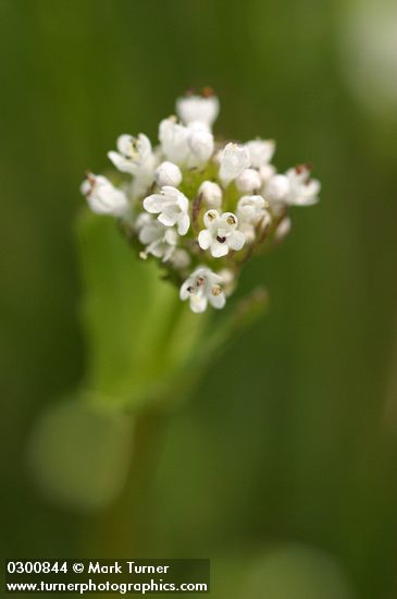 Plectritis macrocera