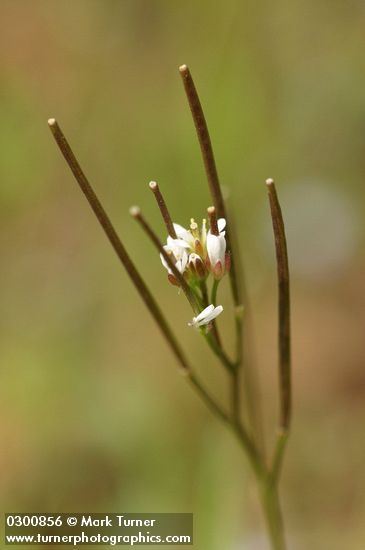 Cardamine oligosperma